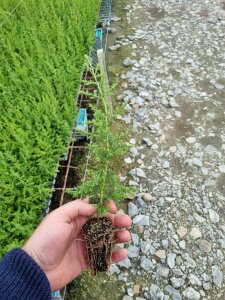 Cupressus Macrocarpa - 50 Plants